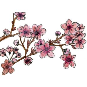 Where There's Light-kaartjie: Sakura